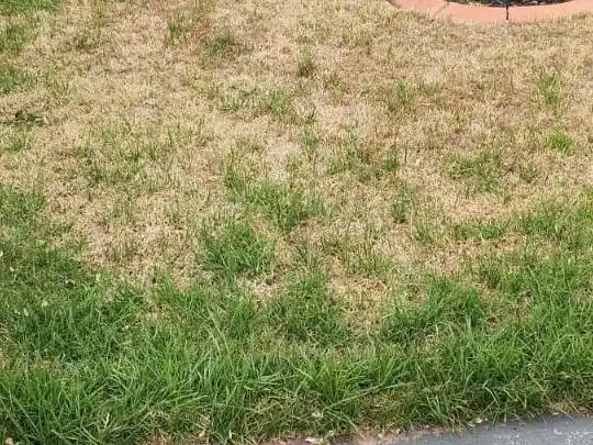 Clean courtyard with pruned shrubs and swept paths