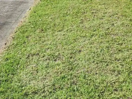 Pruned fruit tree with tidy base and mulch